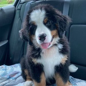 Meet your Posher, Ray